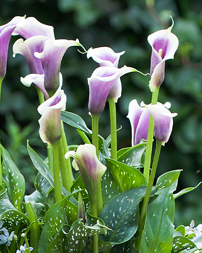 ZANTEDESCHIA (KALA) PICASSO 25 ks